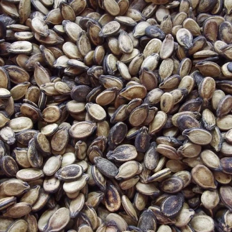 Karpuz Çekirdeği